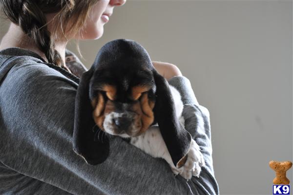 Basset Hound Puppies